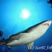 shark_sandtiger_spar_h_0299_nca0592.jpg